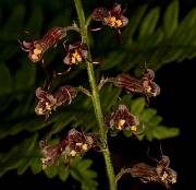 Tolmiea menziesii 18-0648